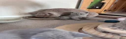 British Shorthair cats for sale: Tica registered British Shorthair Kittens  - Advert 30