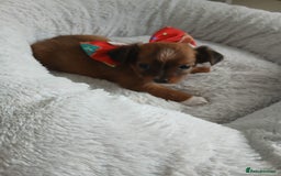 Chihuahua dogs for sale: Gorgeous chihuahua pups for sale  - Image 13