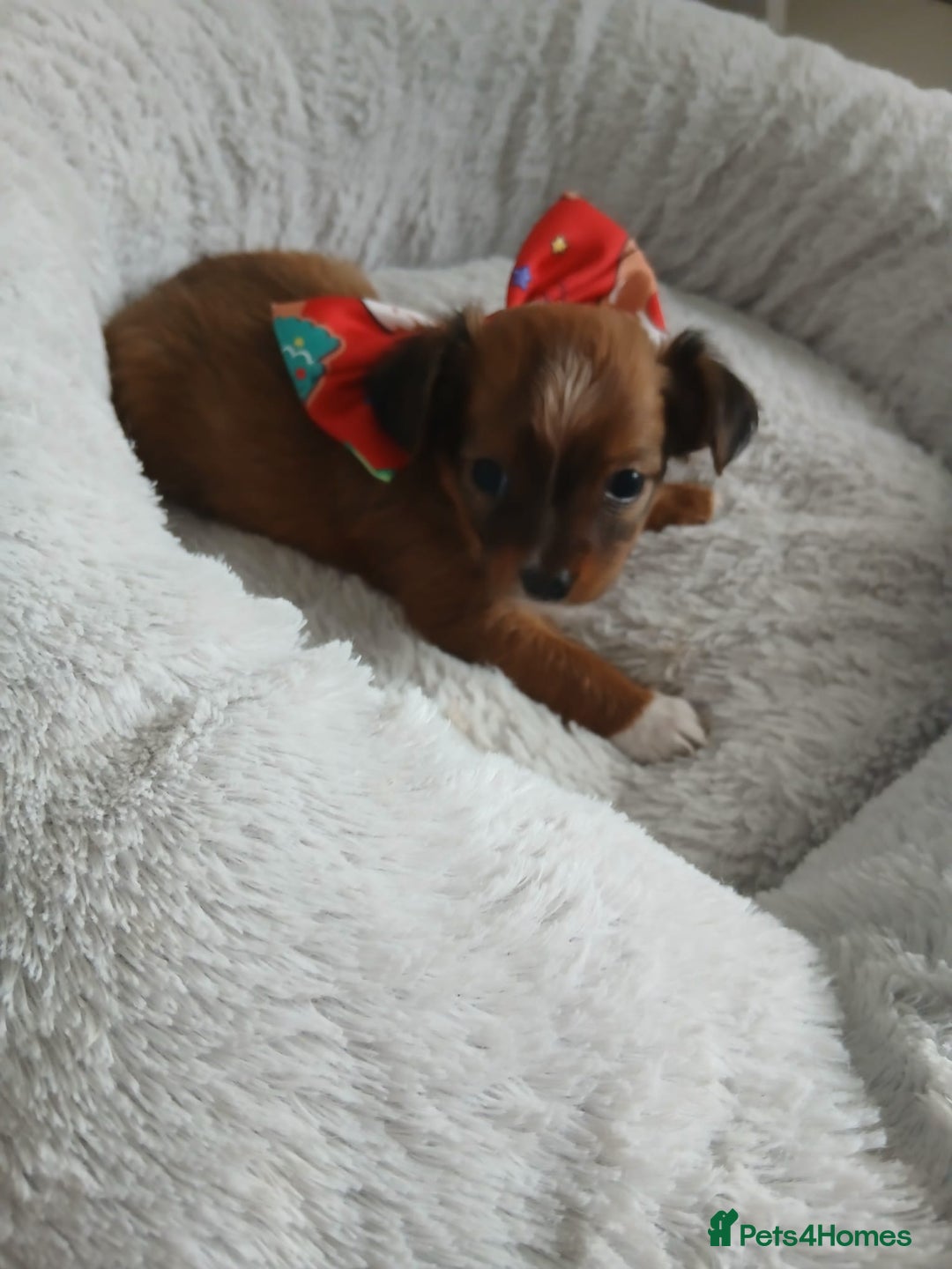 Chihuahua dogs for sale: Gorgeous chihuahua pups for sale  - Image 13