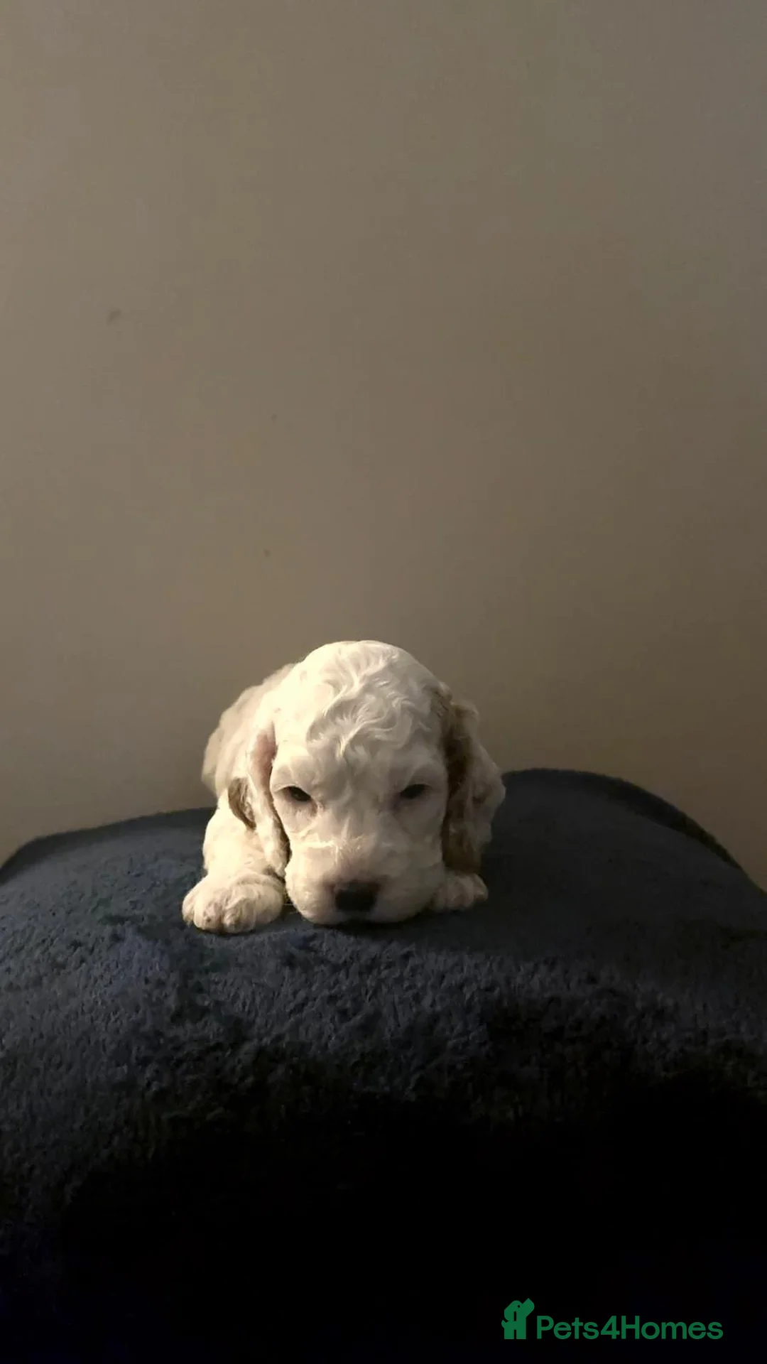 Cockapoo dogs for sale: Stunning Cockerpoo Puppies  - Advert 14