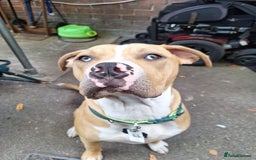 American Bulldog dogs for sale: Stunning American bulldog  - Image 1