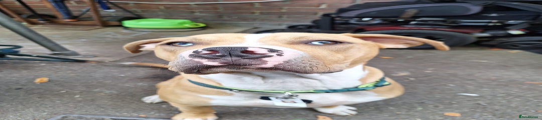 American Bulldog Puppy 1