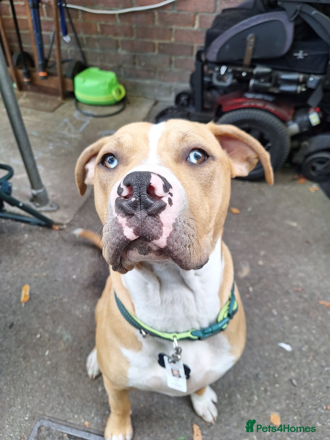 American Bulldog dogs for sale: Stunning American bulldog  - Image 1