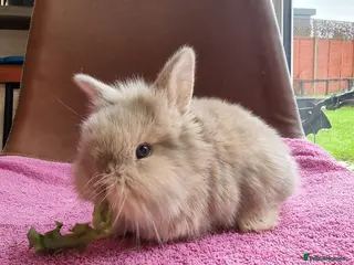 Mini Lion Lop rabbits Beautiful Mini lion lop boy - Advert 2