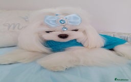 Maltese dogs for sale: 🩷Korean baby girl 🩷 - Image 9