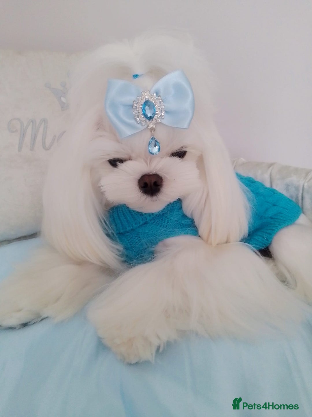 Maltese dogs for sale: 🩷Korean baby girl 🩷 - Image 9