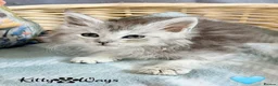 Maine Coon cats for sale: 🐾💠 *TICA REG* SILVER MAINE COON KITTENS 💠🐾 - Advert 19