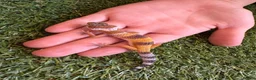 Leopard Gecko reptiles for sale: Leopard Gecko - Advert 2
