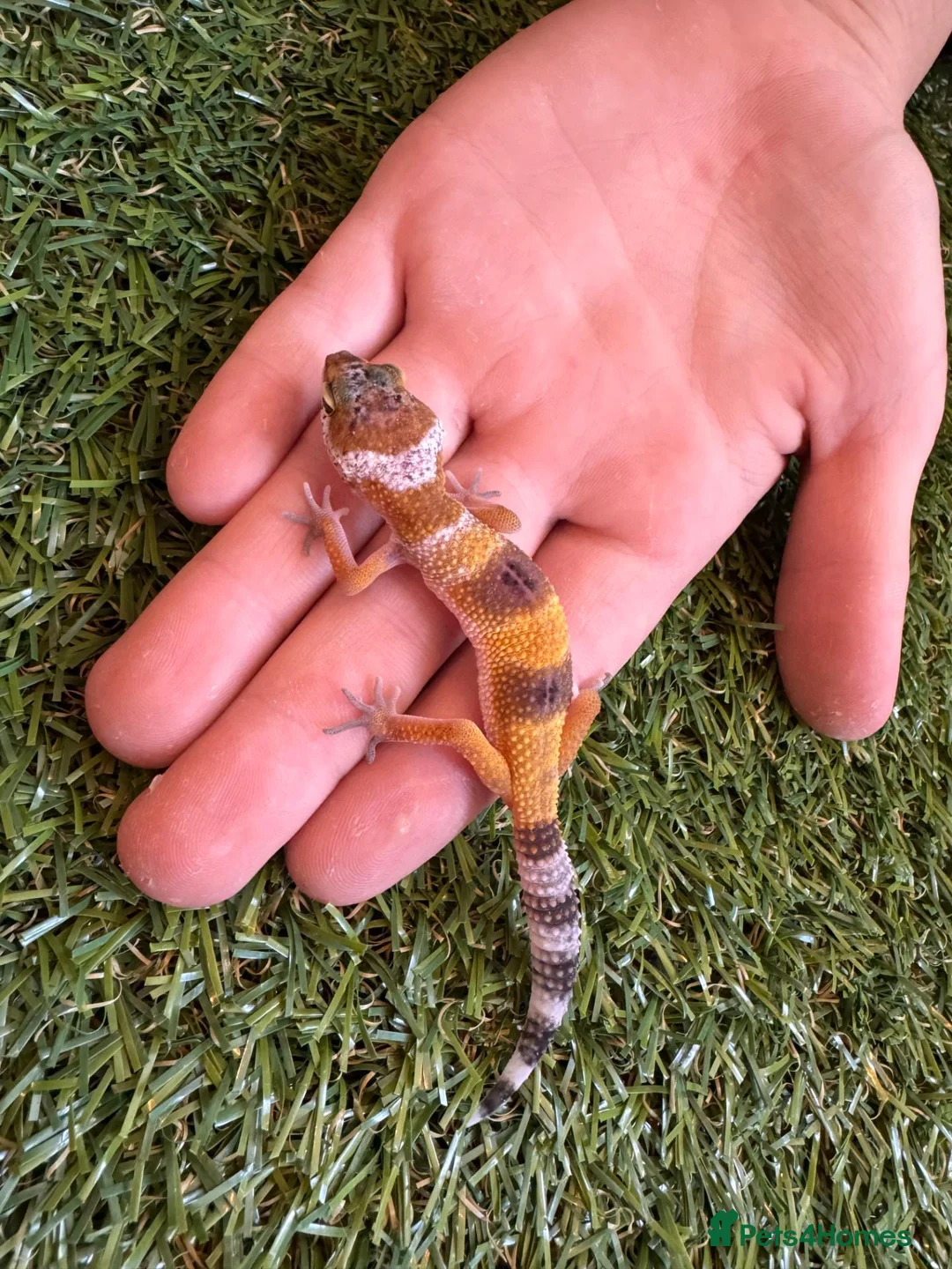 Leopard Gecko reptiles for sale: Leopard Gecko - Advert 2