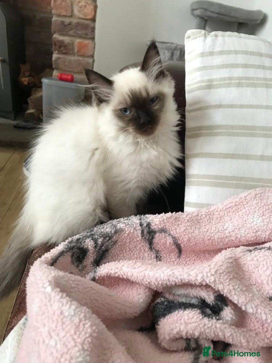 Ragdoll cats for sale: GCCF ragdoll seal point girl - Image 12