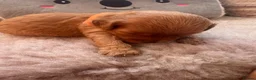 Cavapoo dogs for sale: 3 Female Cavapoos for sale  - Advert 7