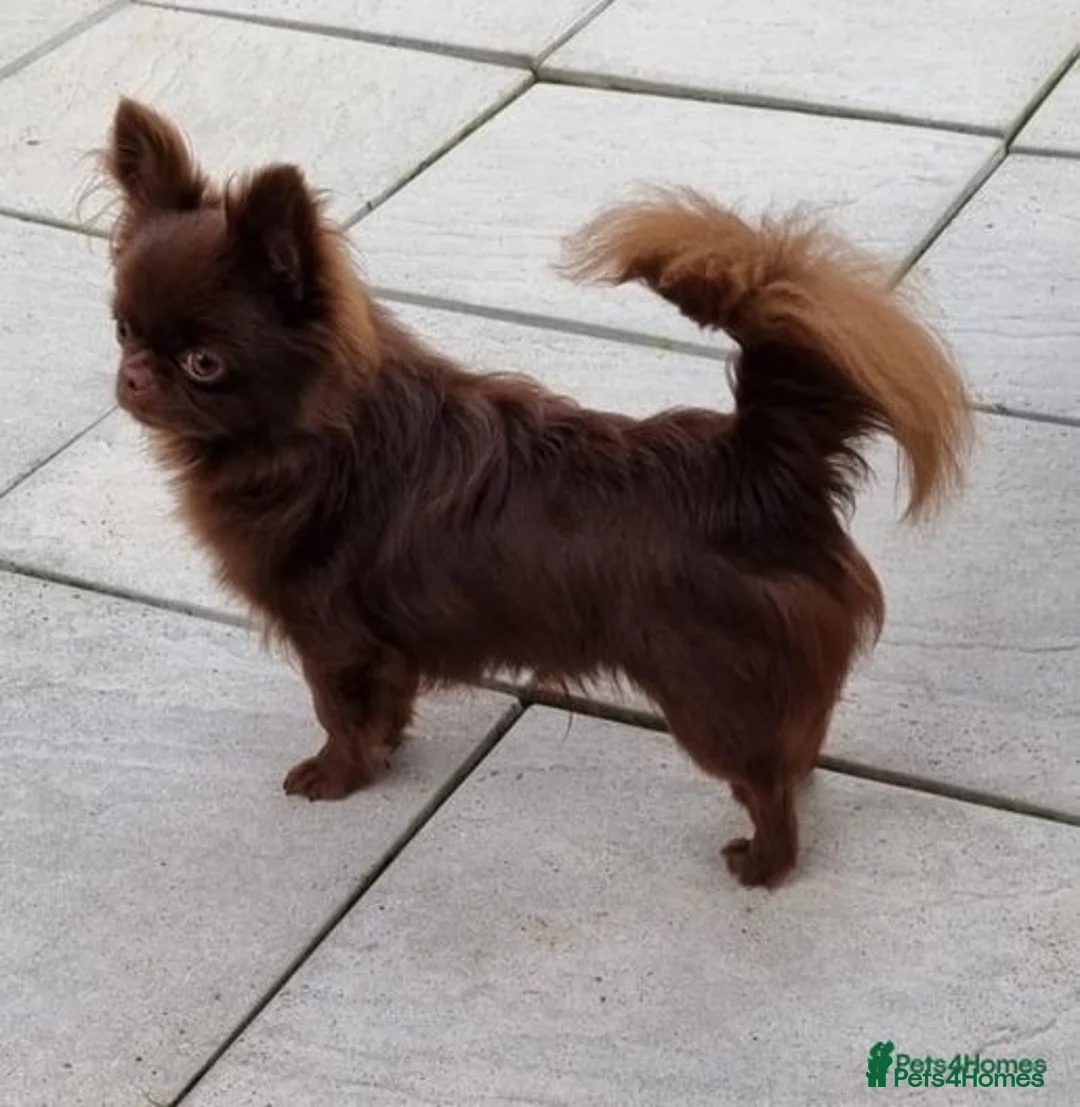 Chihuahua dogs for stud: Stunning, small K.C Reg full Russian stud boy in Dagenham - Advert 2