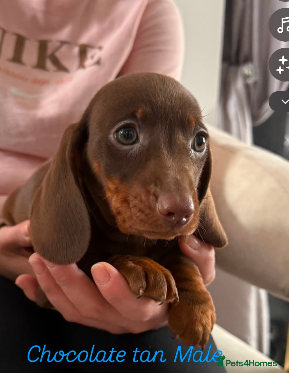 Miniature Dachshund dogs Miniature dachshund  - Advert 4