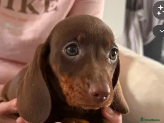 Miniature Dachshund dogs Miniature dachshund - Advert 4