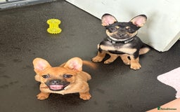 Mixed Breed dogs for sale: FrenchieXPomeranian  - Image 21