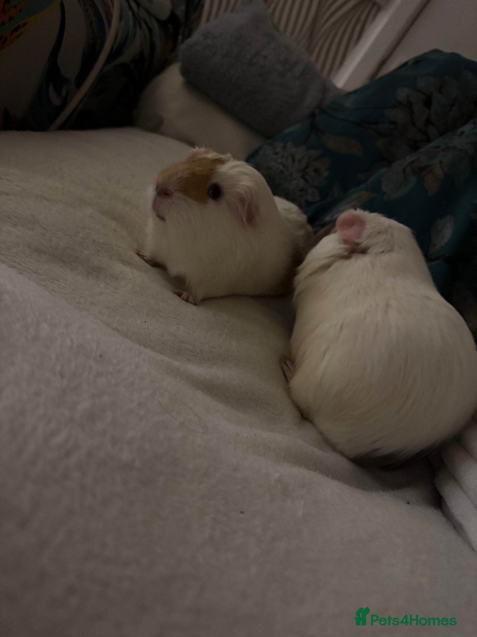 Guinea Pig rodents For free  - Advert 1