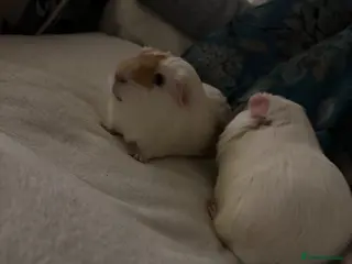 Guinea Pig rodents For free - Advert 2