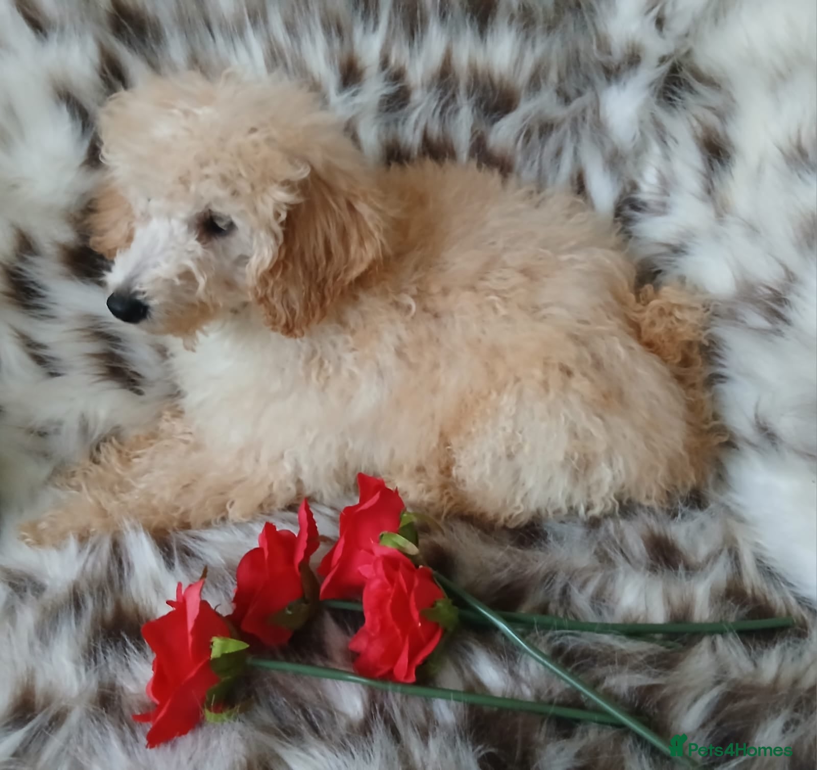 Miniature Poodle dogs Apricot miniature poodles - Advert 7
