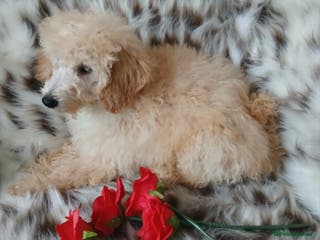 Miniature Poodle dogs Apricot miniature poodles - Advert 15