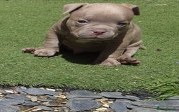American Bully dogs for sale: Champagne, Chocolate, Merle Micro Pocket Bullys  in Wilmslow - Image 25