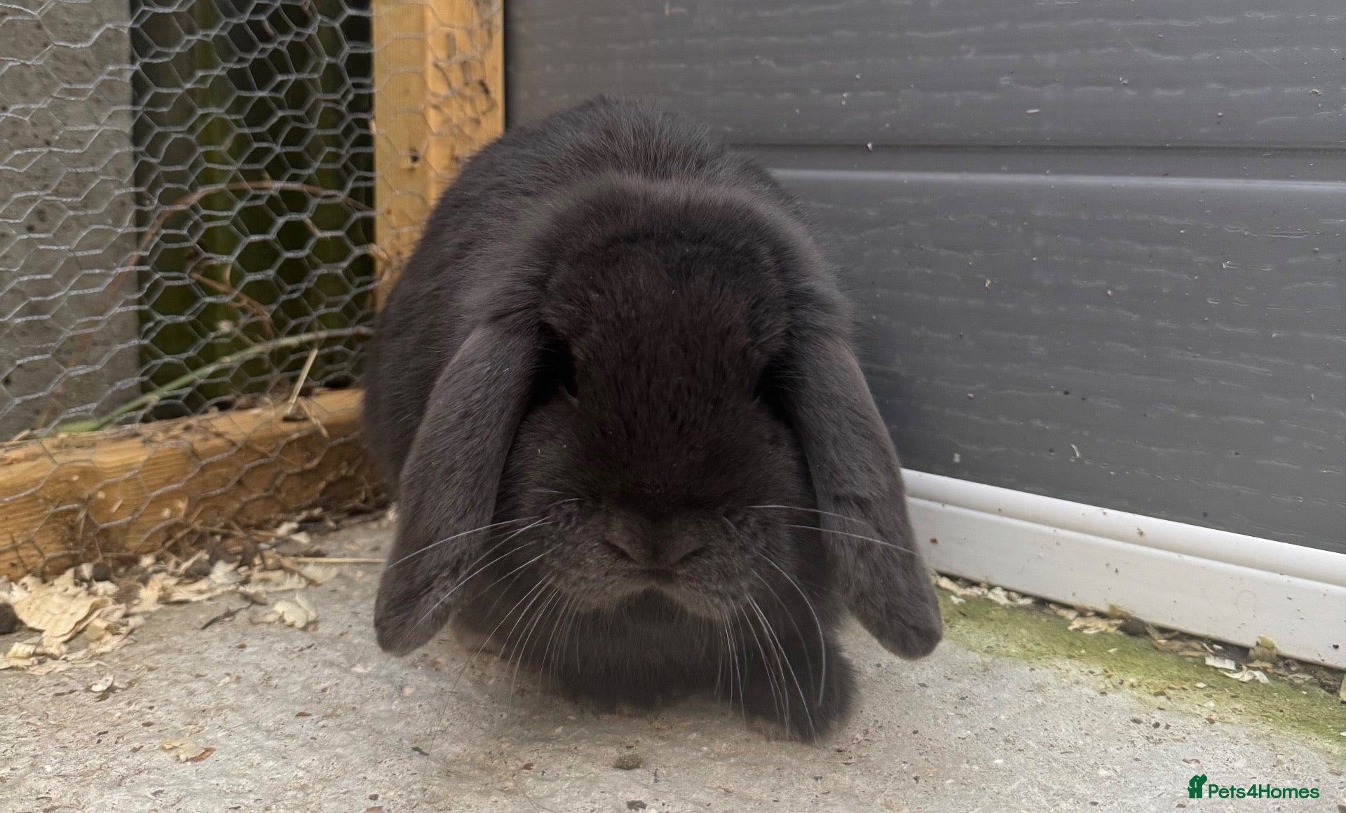 Mini Lop rabbits for sale: Pure Bred Mini Lop Buck  - Advert 7