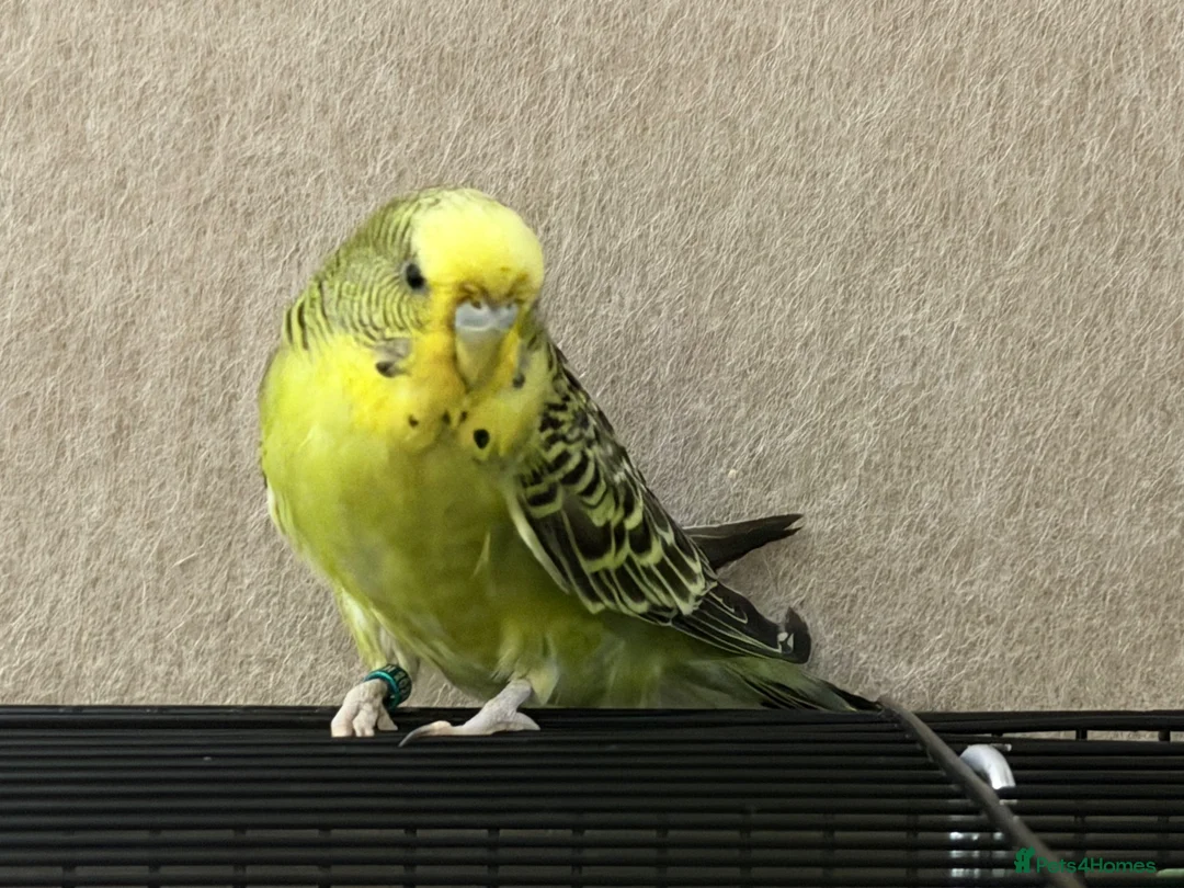 Budgerigars birds for sale: Beautiful budgies available  - Advert 12