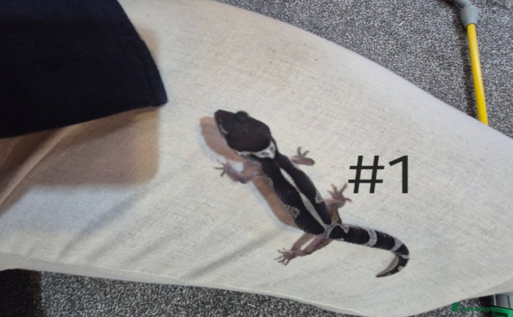 Leopard Gecko reptiles - Advert 14