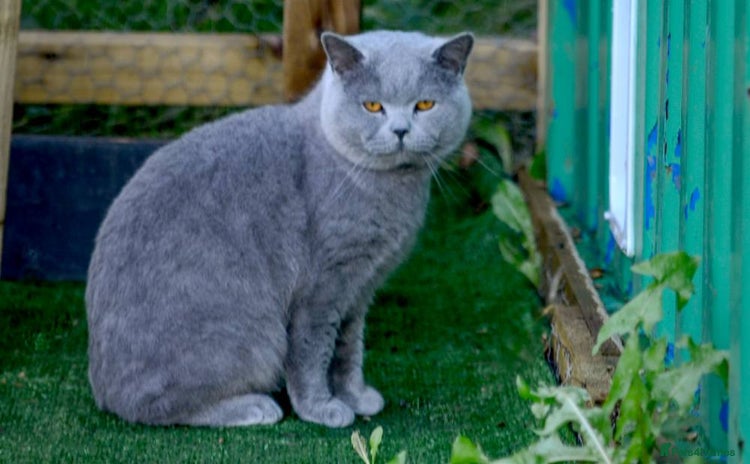 British Shorthair cats - Advert 1