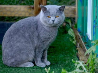 British Shorthair cats - Advert 1
