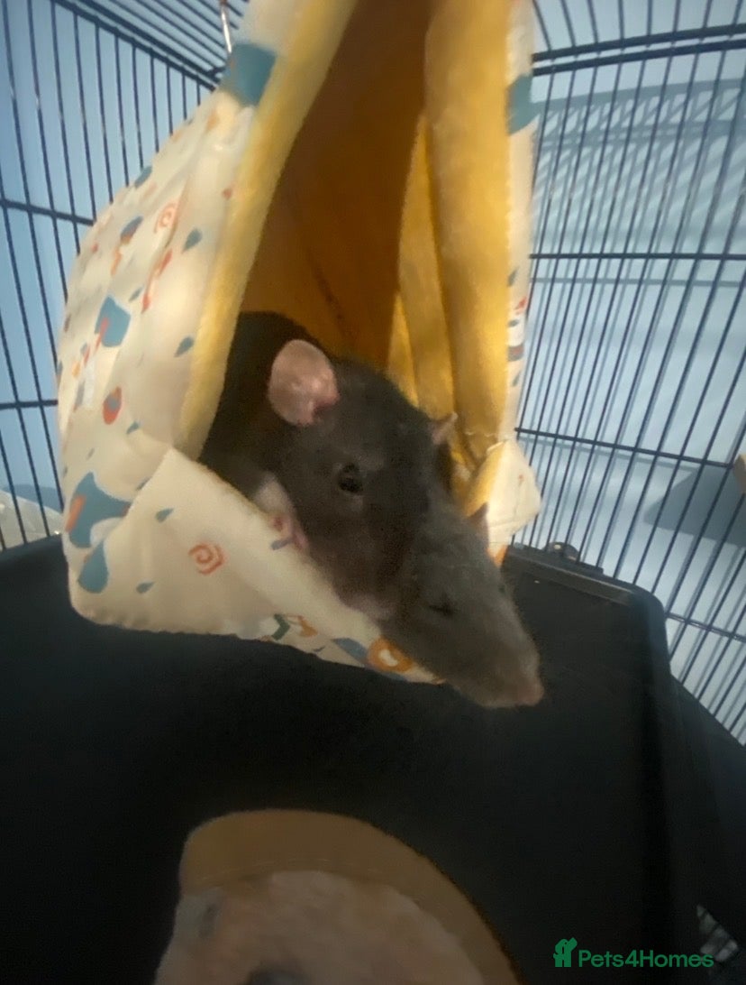 Rat rodents For sale 1grey female standard 1brown dumbo rat - Advert 1