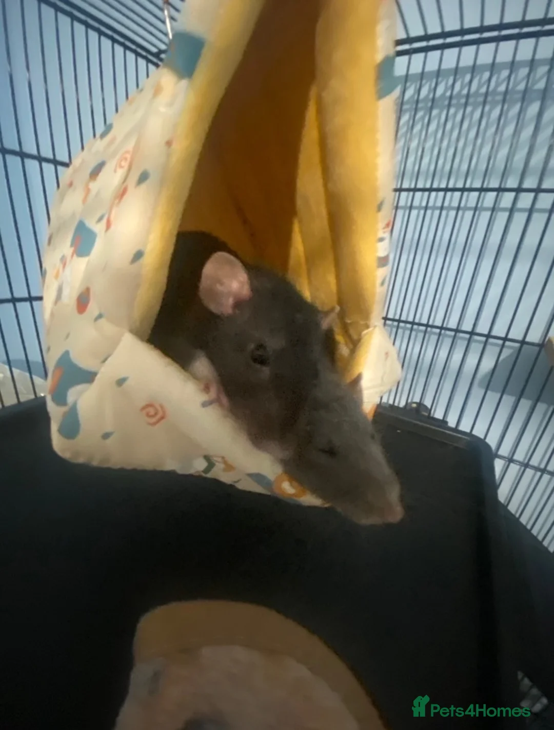 Rat rodents for sale: For sale 1grey female standard 1brown dumbo rat - Advert 1