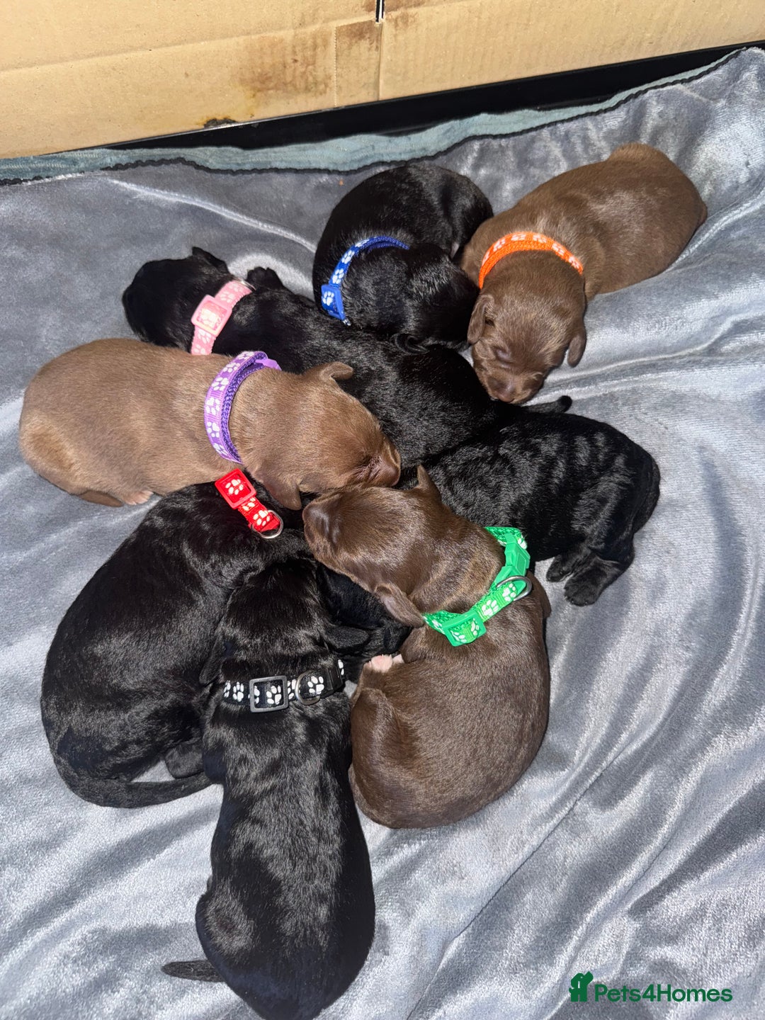 Bedlington Terrier dogs for sale: Bedlington whippet  - Advert 17