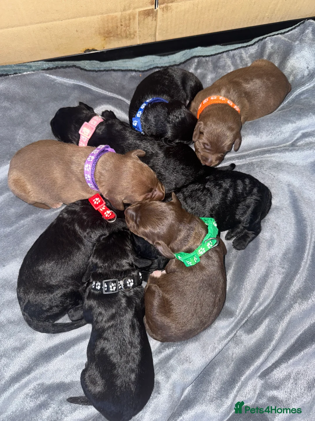 Bedlington Terrier dogs for sale: Bedlington whippet  - Advert 17