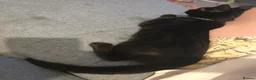 Bengal cats for sale: Male Bengal Mix Kitten 4 Months Old - Advert 10