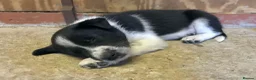 Border Collie dogs for sale: QUALITY BORDER COLLIE PUPPIES CHAMPION LINES in Cardiff - Advert 15