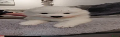 Samoyed Puppy 2