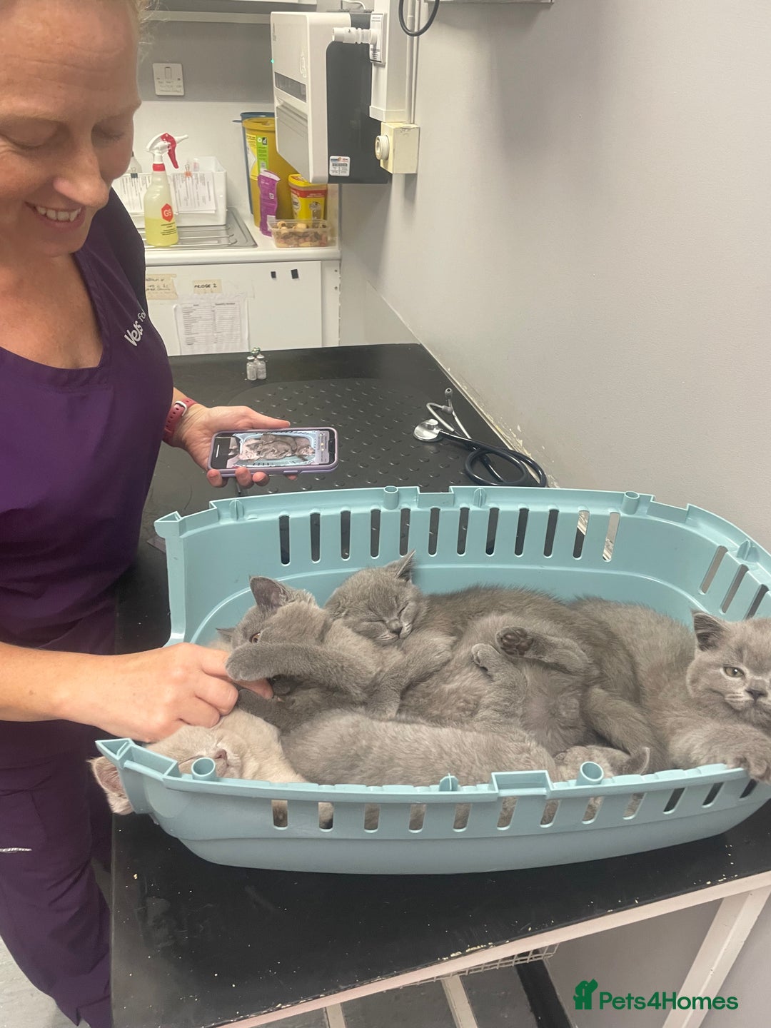 British Shorthair cats for sale: Beautiful British short hair kittens  - Image 22