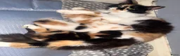 Mixed Breed cats for sale: Beautiful fluffy kittens for sale  - Advert 1