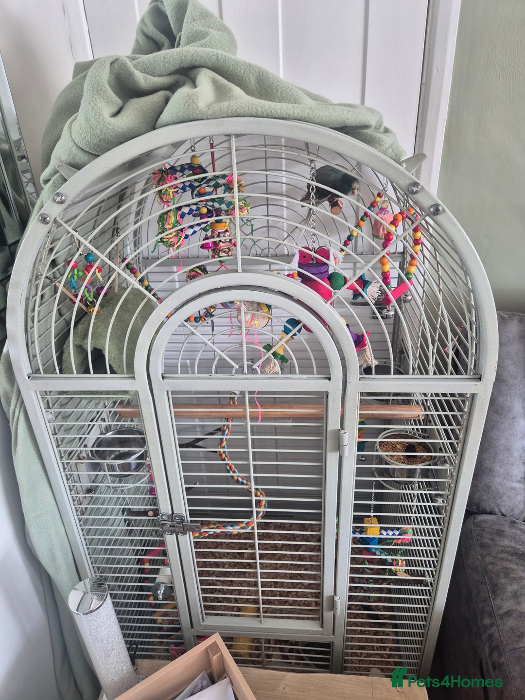 Parakeets birds for sale: 2 Kakarikis - Image 2