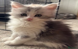 Maine Coon cats for sale: Pedigree Mainecoon females - Image 1