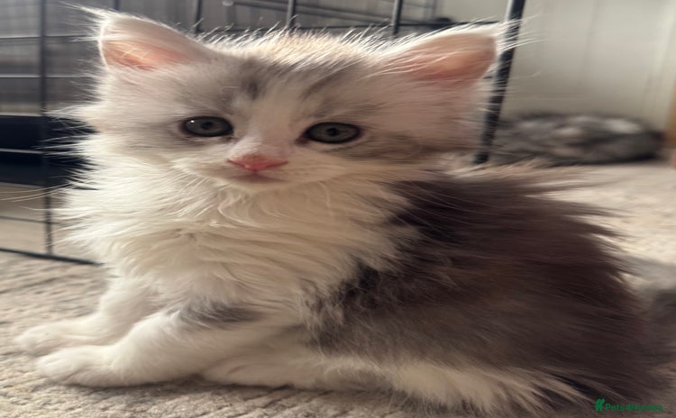 Maine Coon cats - Advert 1