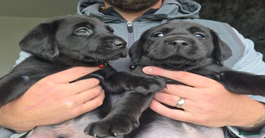 Labrador Retriever dogs - Advert 4