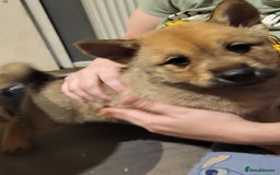 Mixed Breed dogs for sale: Akitachow cross husky  - Advert 4