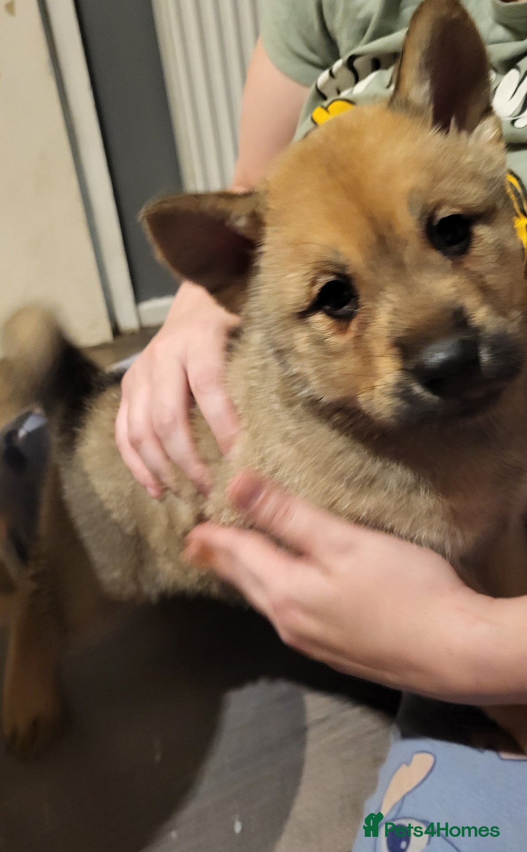 Mixed Breed dogs for sale: Akitachow cross husky  - Advert 4