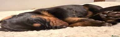 Dobermann 2
