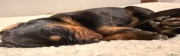 Dobermann dogs for sale: KC Dobermans  - Advert 7