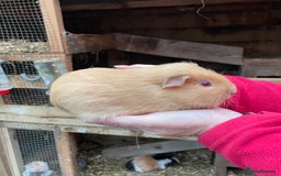 Guinea Pig rodents for sale: BABY GIRL GUINEA PIGS - Image 1