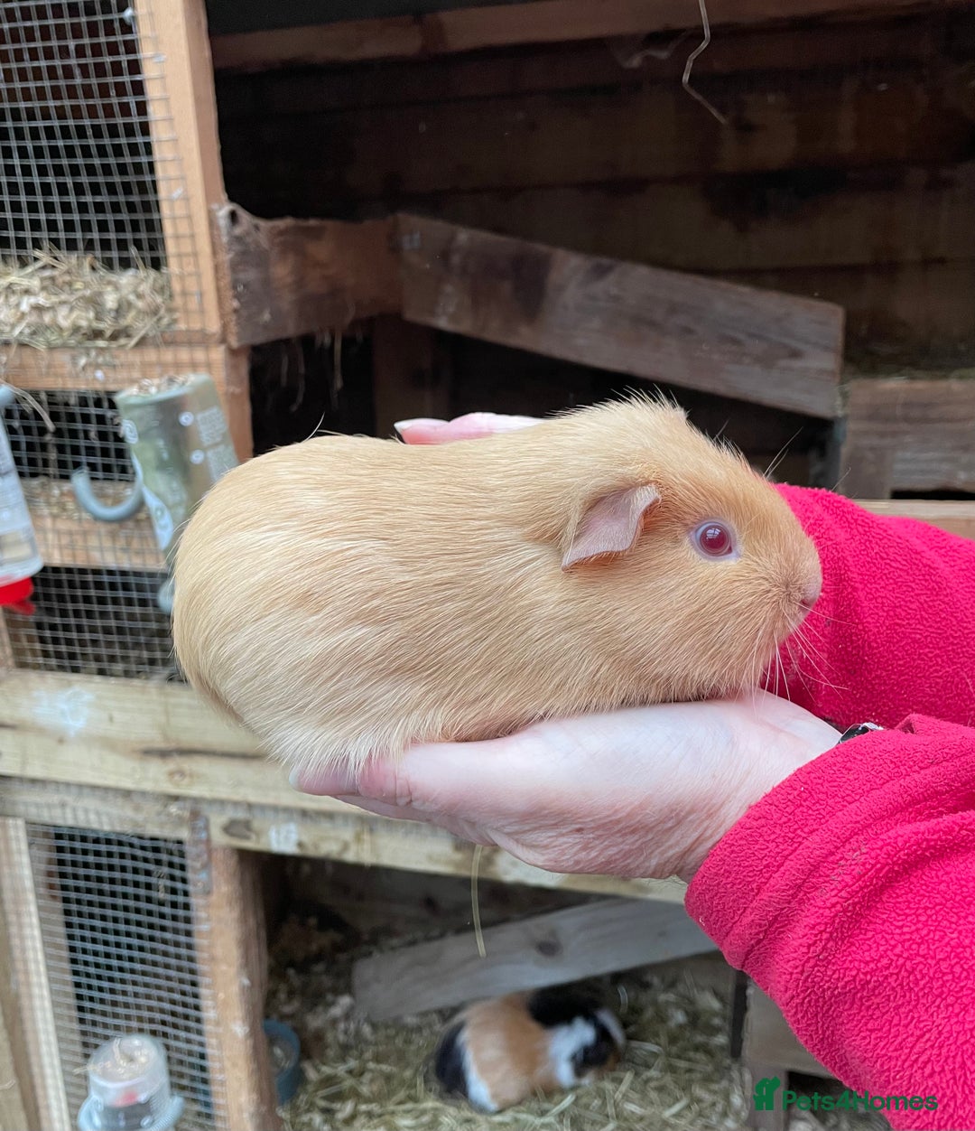 Guinea Pig rodents for sale: BABY GIRL GUINEA PIGS - Image 1
