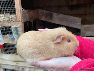 Guinea Pig rodents BABY GIRL GUINEA PIGS - Advert 8