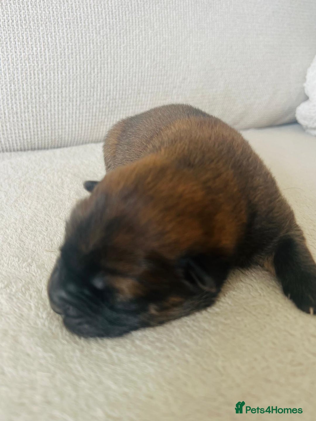 Chow Chow dogs for sale: Gorgeous Chow Chow Puppies Raised in a loving Home - Image 10